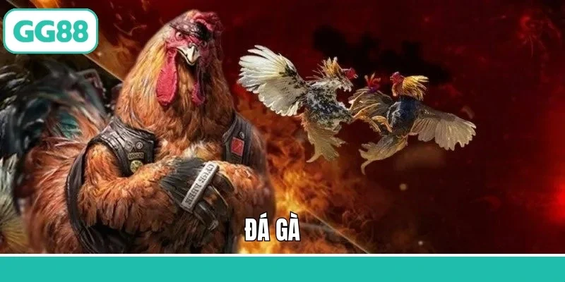 Đá gà